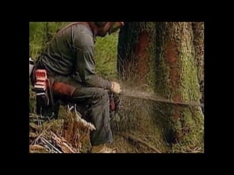 Timber
